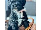 Schnauzer (Miniature) Puppy for sale in Broken Arrow, OK, USA