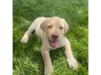 Labrador Retriever Puppy for sale in Simpsonville, KY, USA