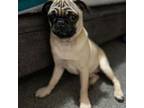 Pug Puppy for sale in Two Rivers, WI, USA