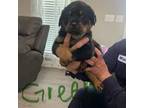 Rottweiler Puppy for sale in Thomasville, NC, USA