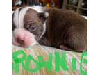 Boston Terrier Puppy for sale in Rensselaer, NY, USA