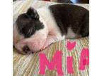 Boston Terrier Puppy for sale in Rensselaer, NY, USA