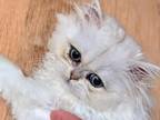 Silver Persian Kittens One Girl One Boy