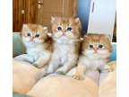 Registered Munchkin kittens