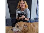 Experienced Pet Sitter in Beachwood, NJ - Trustworthy Care at $16/Hour