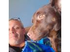 Experienced and Trustworthy Pet Sitter in Kahoka, Missouri - $25 Daily