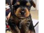 Yorkshire Terrier Puppy for sale in White Oak, GA, USA