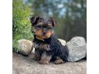 Yorkshire Terrier Puppy for sale in Spokane, WA, USA