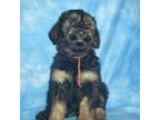 Schnauzer (Giant) Puppy for sale in Junction City, OH, USA