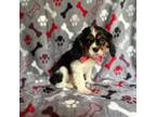 Cavalier King Charles Spaniel Puppy for sale in Lakeland, FL, USA