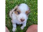Mutt Puppy for sale in Montgomery City, MO, USA