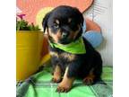 Rottweiler Puppy for sale in Arcola, IL, USA