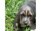 Basset Hound Puppy for sale in Colorado Springs, CO, USA