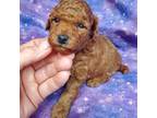Poodle (Toy) Puppy for sale in Fremont, OH, USA