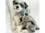 Schnauzer (Miniature) Puppy for sale in Terrell, TX, USA
