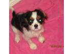 Cavalier King Charles Spaniel Puppy for sale in Hixson, TN, USA