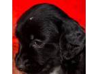 English Springer Spaniel Puppy for sale in Seattle, WA, USA