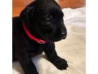 Labrador Retriever Puppy for sale in Carrsville, VA, USA
