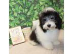Havanese Puppy for sale in Greenville, TX, USA