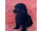 Poodle (Toy) Puppy for sale in Adamsville, TN, USA
