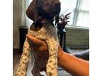 German Shorthaired Pointer Puppy for sale in Necedah, WI, USA
