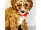 Cavapoo Puppy for sale in Foley, AL, USA