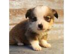 Pembroke Welsh Corgi Puppy for sale in South Prairie, WA, USA