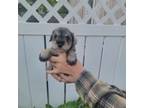 Schnauzer (Miniature) Puppy for sale in Benson, MN, USA