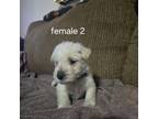Scottish Terrier Puppy for sale in Stigler, OK, USA