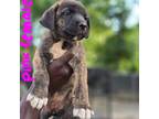 Mutt Puppy for sale in Bridgeton, NJ, USA