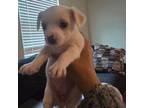 Chorkie Puppy for sale in Orlando, FL, USA
