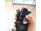 Maltipoo Puppy for sale in Denver, CO, USA