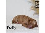 F1B Dolly