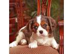 Cavalier King Charles Spaniel Puppy for sale in Honey Grove, PA, USA