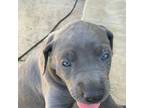 Great Dane Puppy for sale in Montgomery City, MO, USA