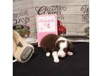 Border Collie Puppy for sale in Clear Spring, MD, USA