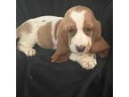 Basset Hound Puppy for sale in Spruce Pine, AL, USA
