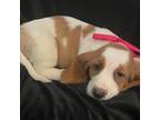 Basset Hound Puppy for sale in Spruce Pine, AL, USA