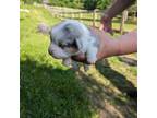 Pembroke Welsh Corgi Puppy for sale in Butler, OH, USA