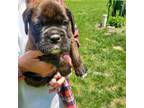 Boxer Puppy for sale in South Boardman, MI, USA