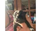 French Bulldog Puppy for sale in Fitzwilliam, NH, USA