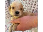 Golden Retriever Puppy for sale in Lavonia, GA, USA