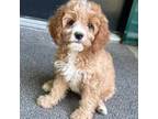 Cavapoo Puppy for sale in Pleasantville, TN, USA