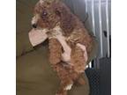Mutt Puppy for sale in Camden, MI, USA