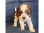 Cavapoo Puppy for sale in Lithia, FL, USA