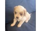 Cavapoo Puppy for sale in Lithia, FL, USA
