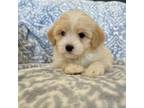 Maltipoo Puppy for sale in Hesperia, CA, USA