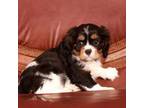Cavalier King Charles Spaniel Puppy for sale in Honey Grove, PA, USA