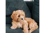 Cavapoo Puppy for sale in Los Angeles, CA, USA