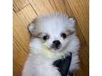 Pomeranian Puppy for sale in Maplewood, MN, USA